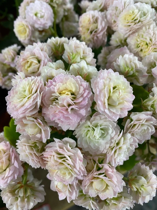 【蟠桃130杯】长寿花重瓣室内外盆栽观花植物