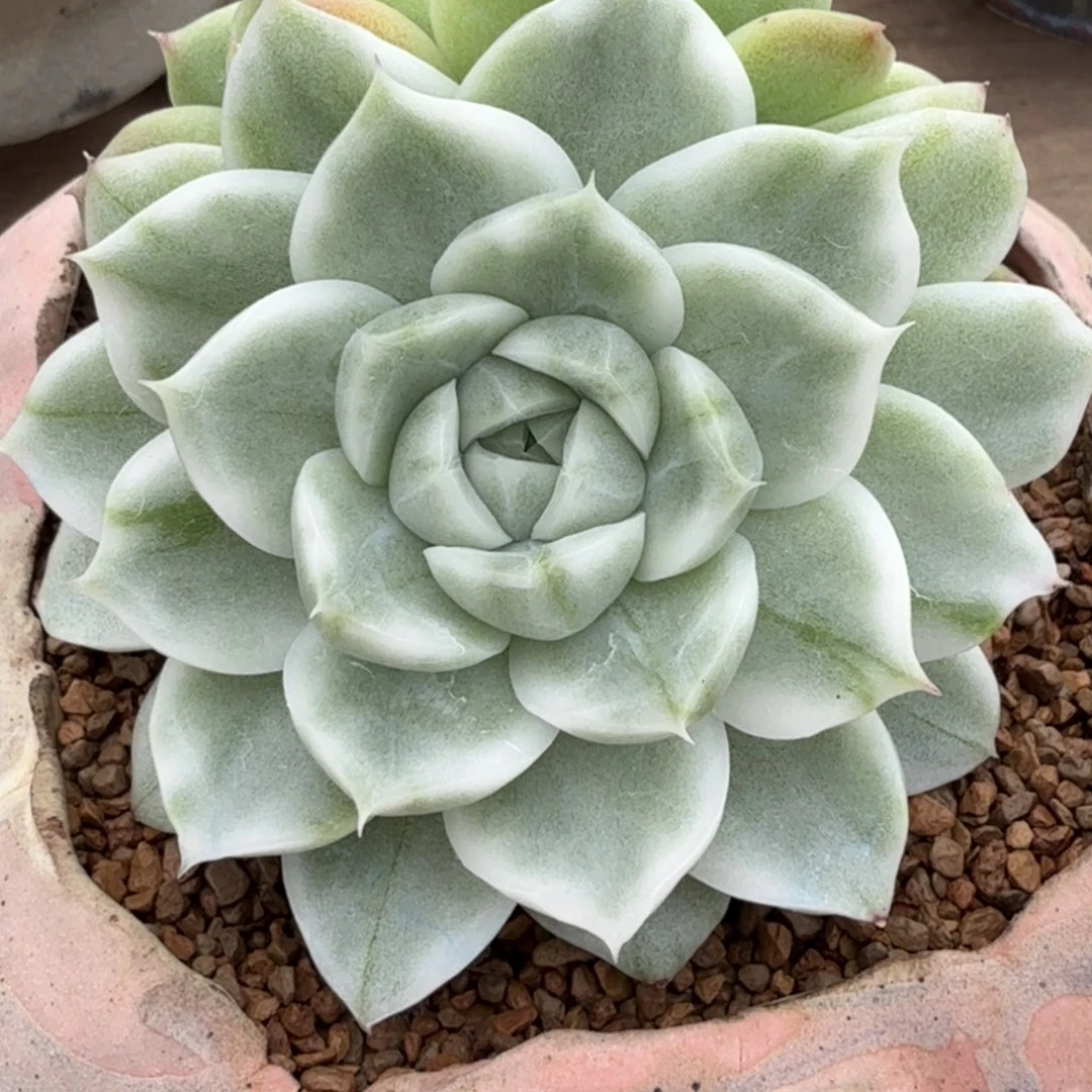 麦秆阴阳双头 安吉园艺