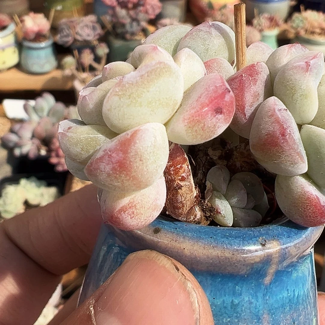 猫***.带盆发货猫专拍1273