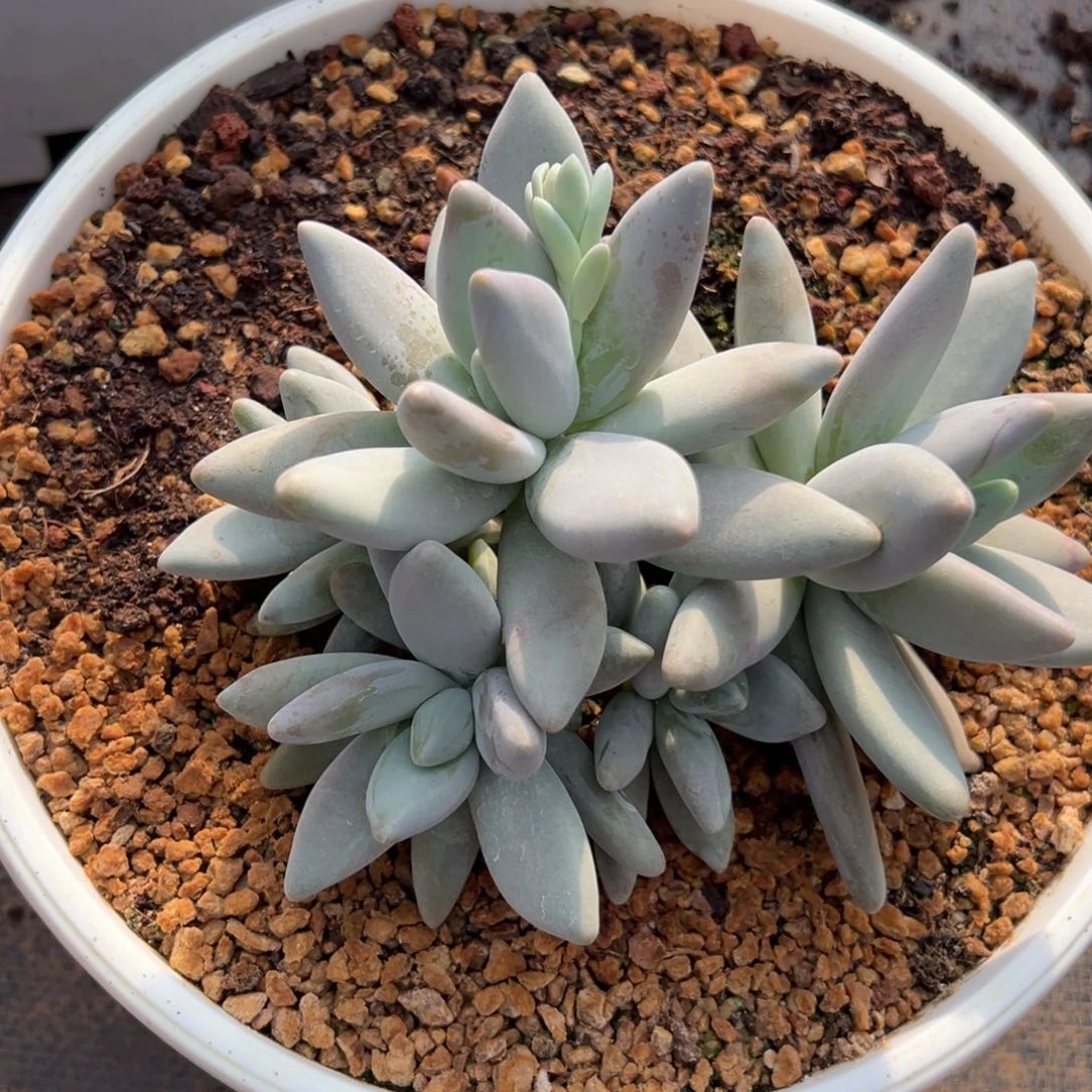 小****企鹅多肉多肉植物70