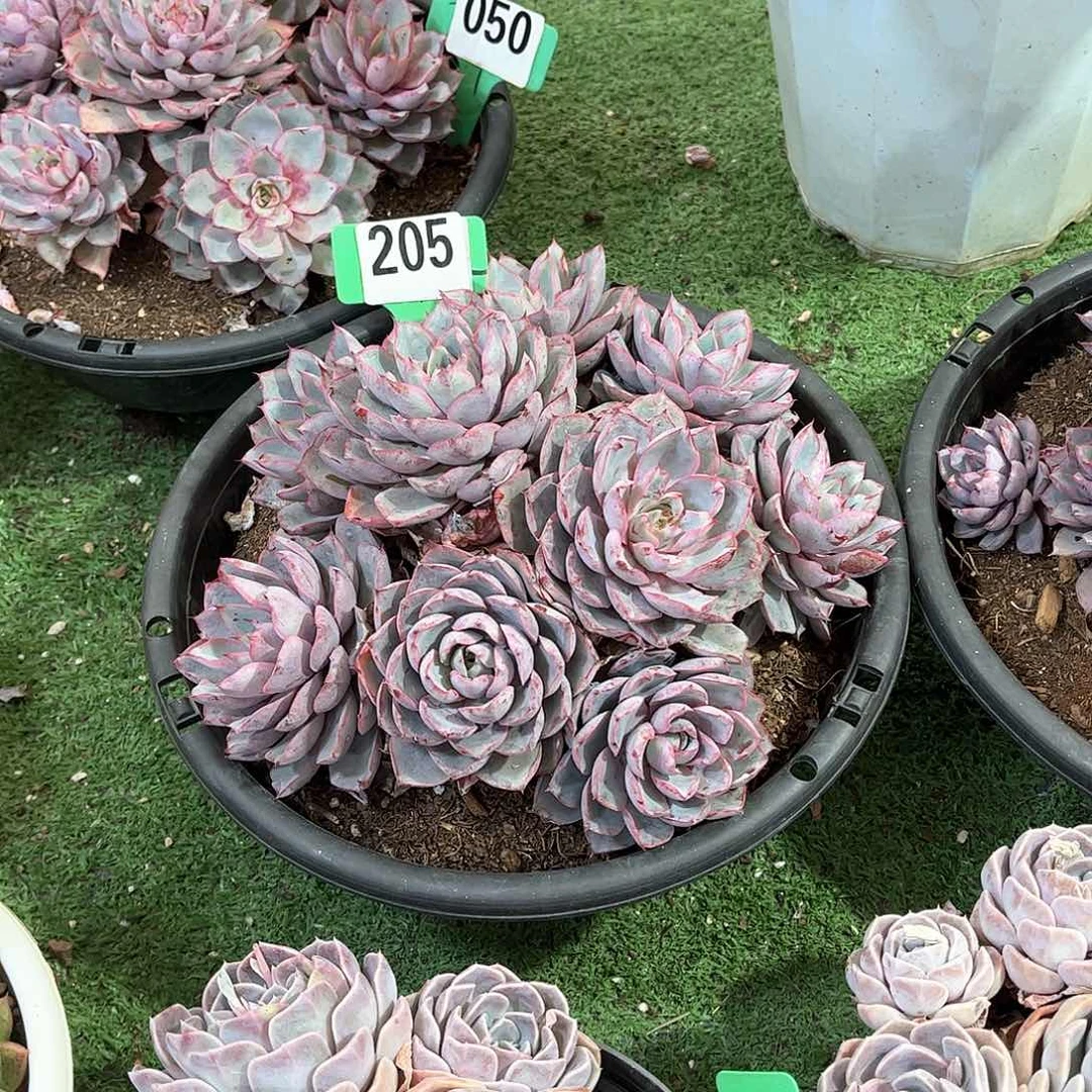 ❄️****赫拉多肉植物205