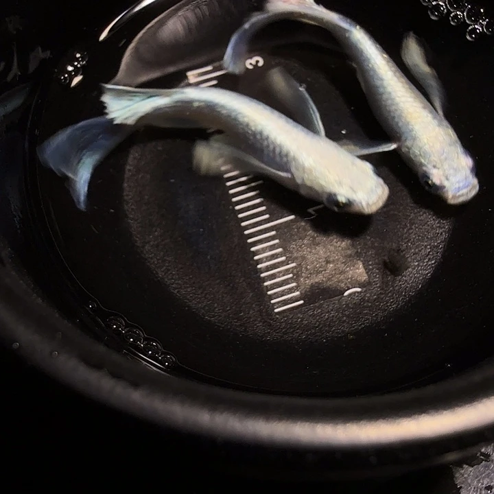 青鳉鱼一物一拍799