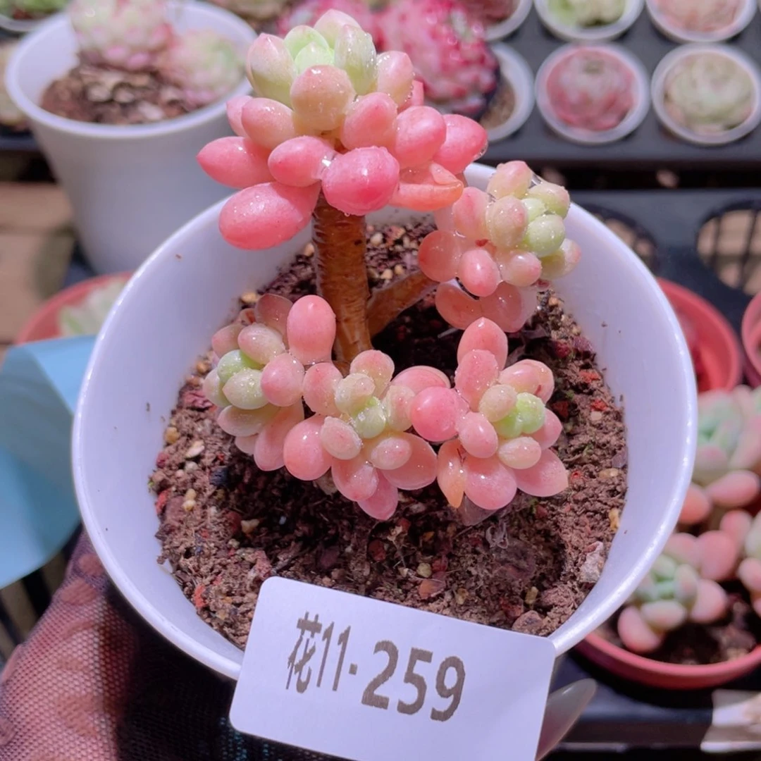花利美11-259洛可可
