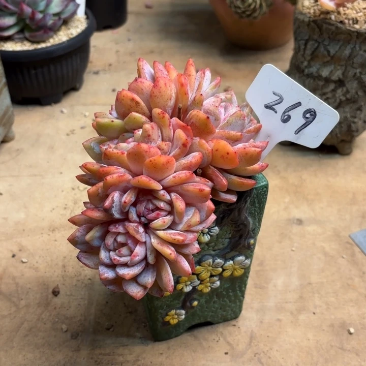 多肉植物，星影269号