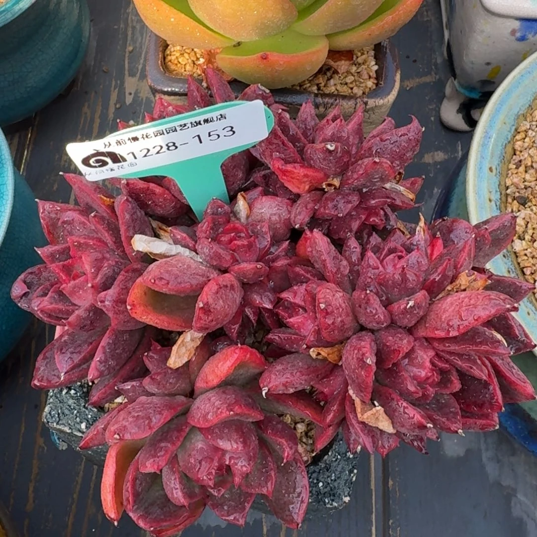 从前慢花园多肉编号1228-153