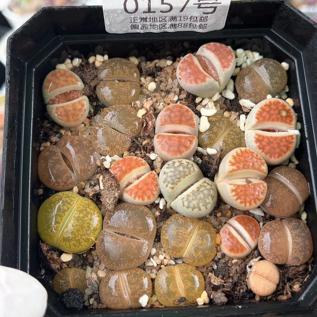 好养易活生石花大母本0157