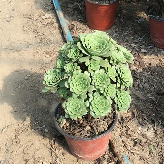 绿玫瑰法师多肉植物12