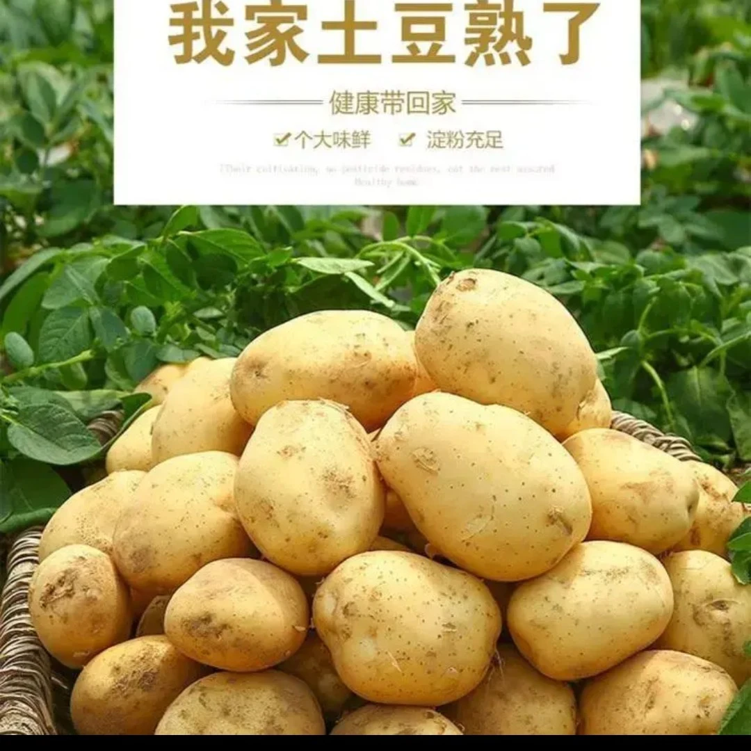 贵州黄心土豆黄皮大个软糯当季蔬菜洋芋马铃薯