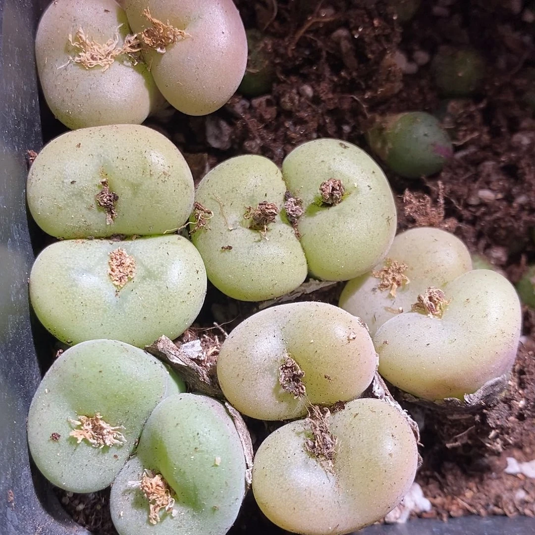 双头大母本孔卡佛一颗。