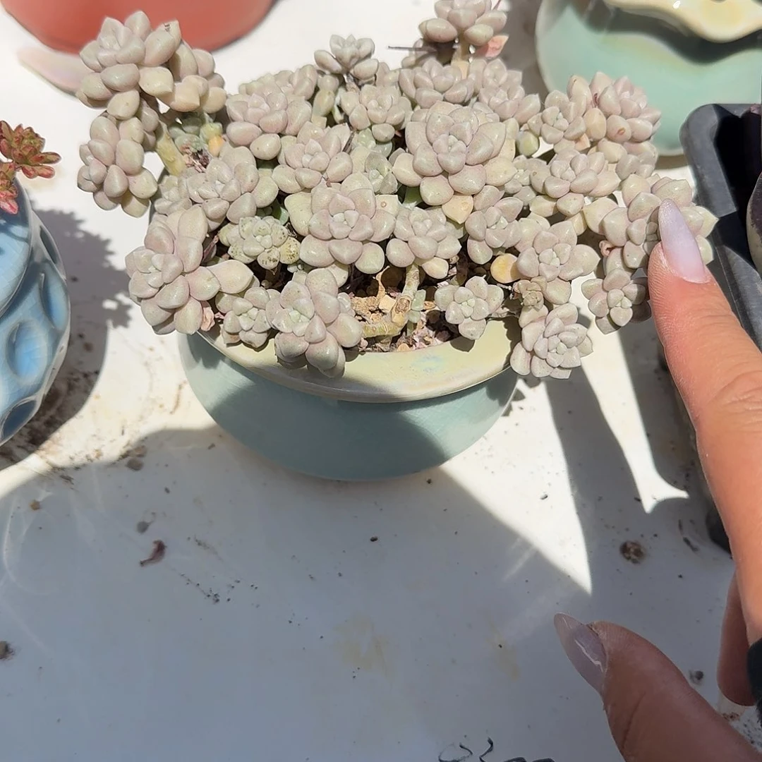 丸叶姬秋丽整群带盆多肉植物