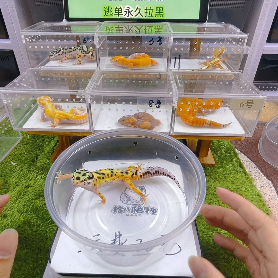 豹纹守宫守宫好看迷人可爱