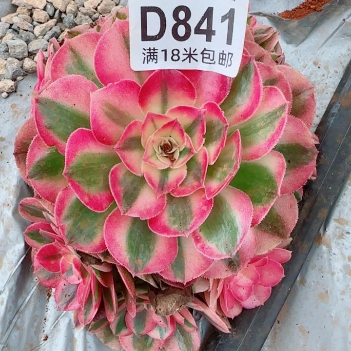 多肉法师倾城捧花