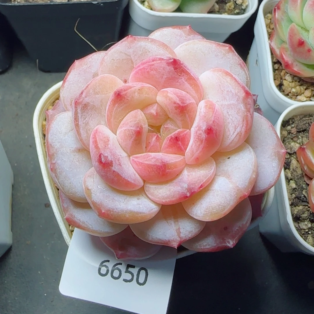 黛玉冰魄，6650多肉植物