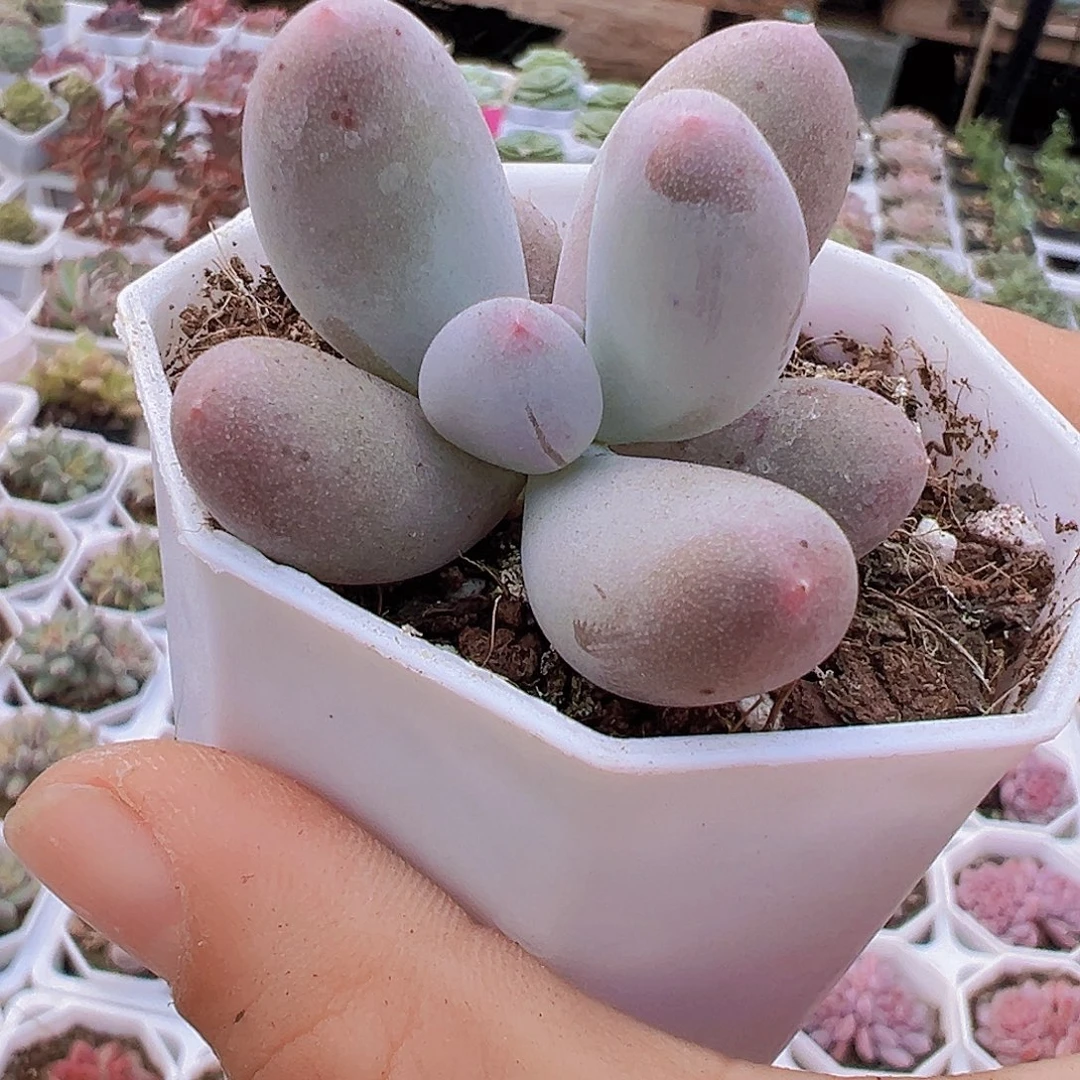 米可奶19包邮多肉植物中