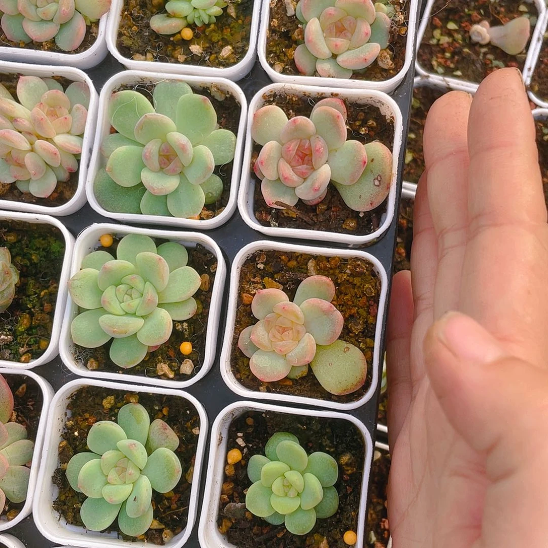 相柳状态盆一个满25包邮