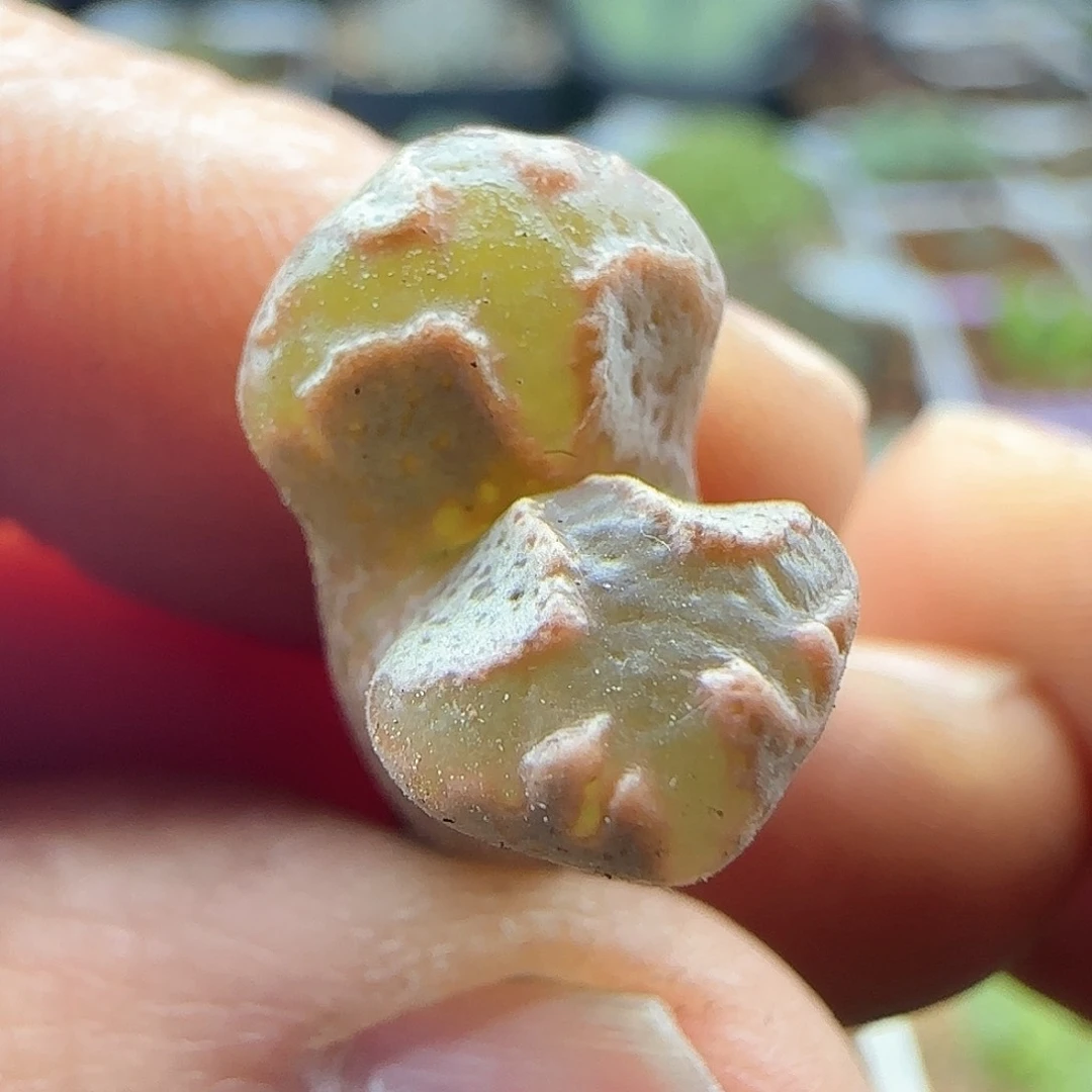28包邮脱土发货25944