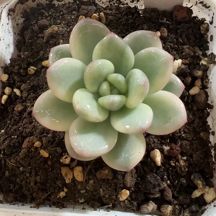 45号白马香水锦多肉