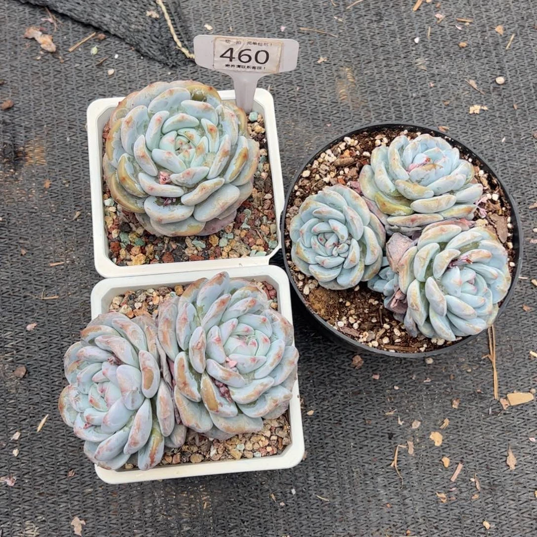 暴****妮460号多肉植物