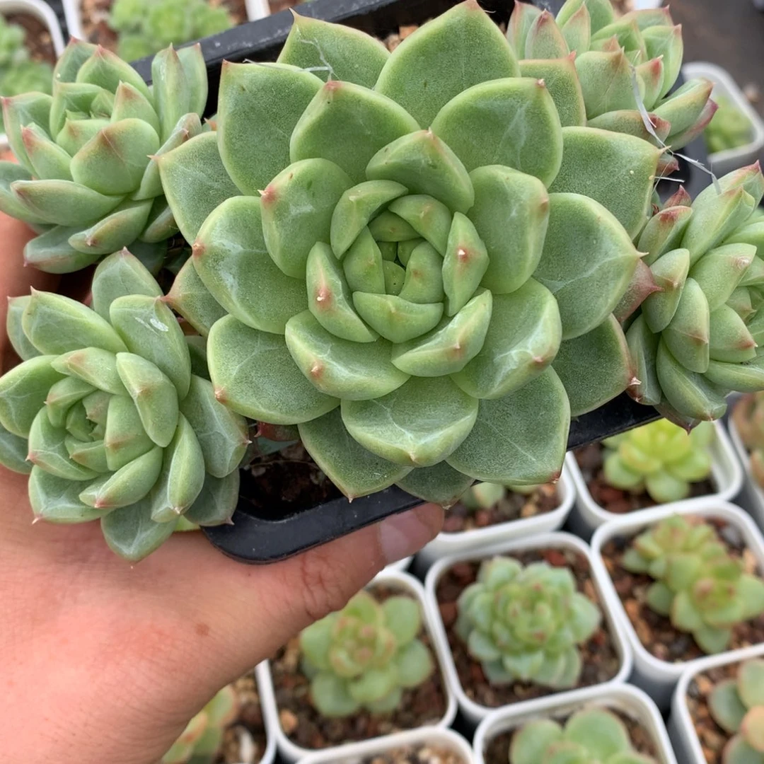 0610-360 珍妮麦杆