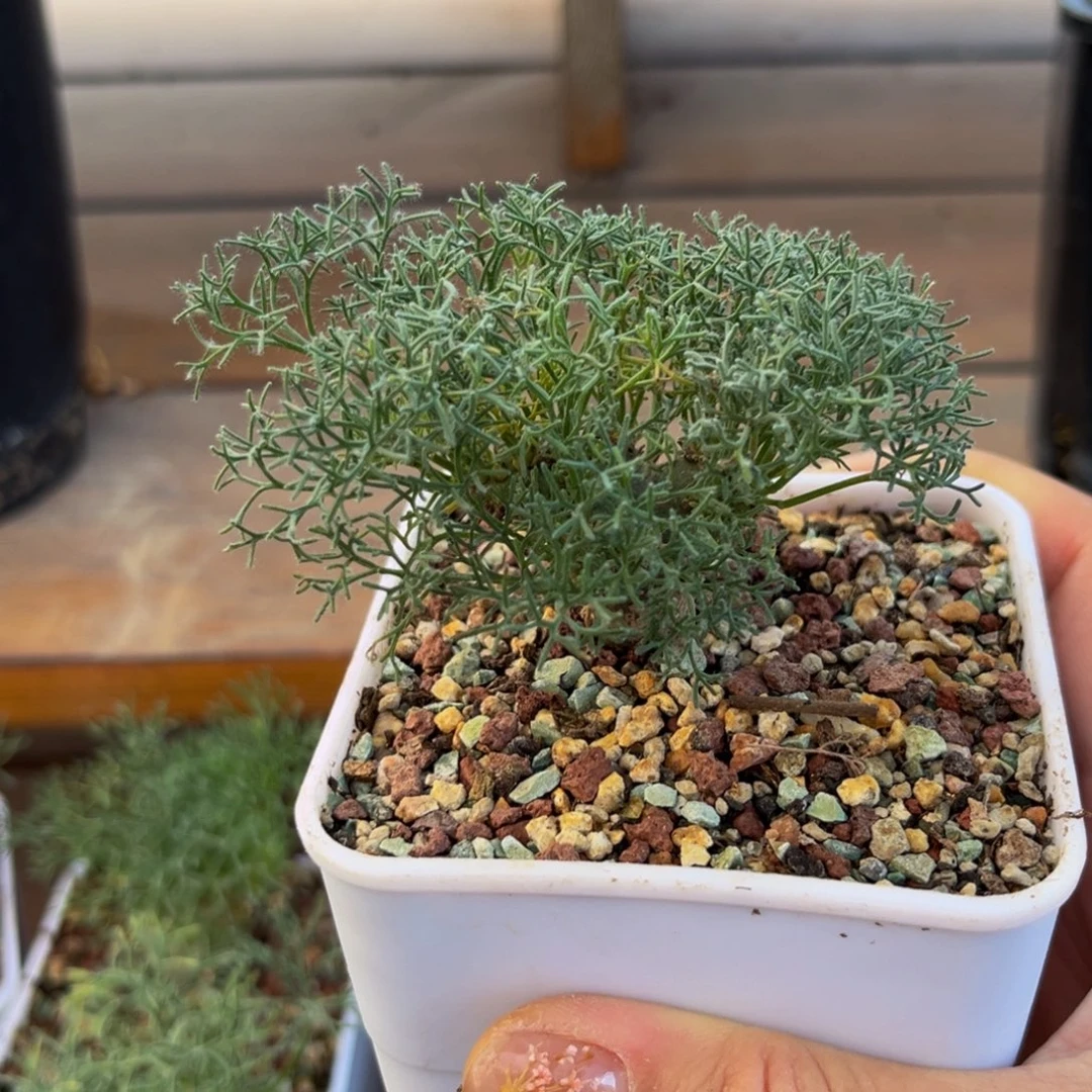 白皮月界Zzzzzzzzzzxzzzzz