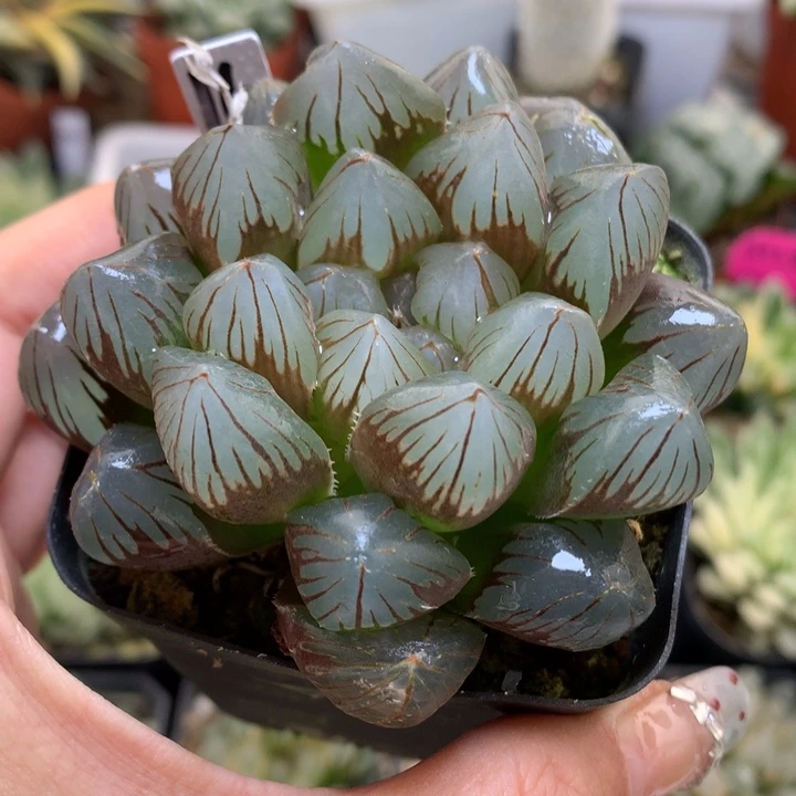 龙爪玉露锦带盆土发货