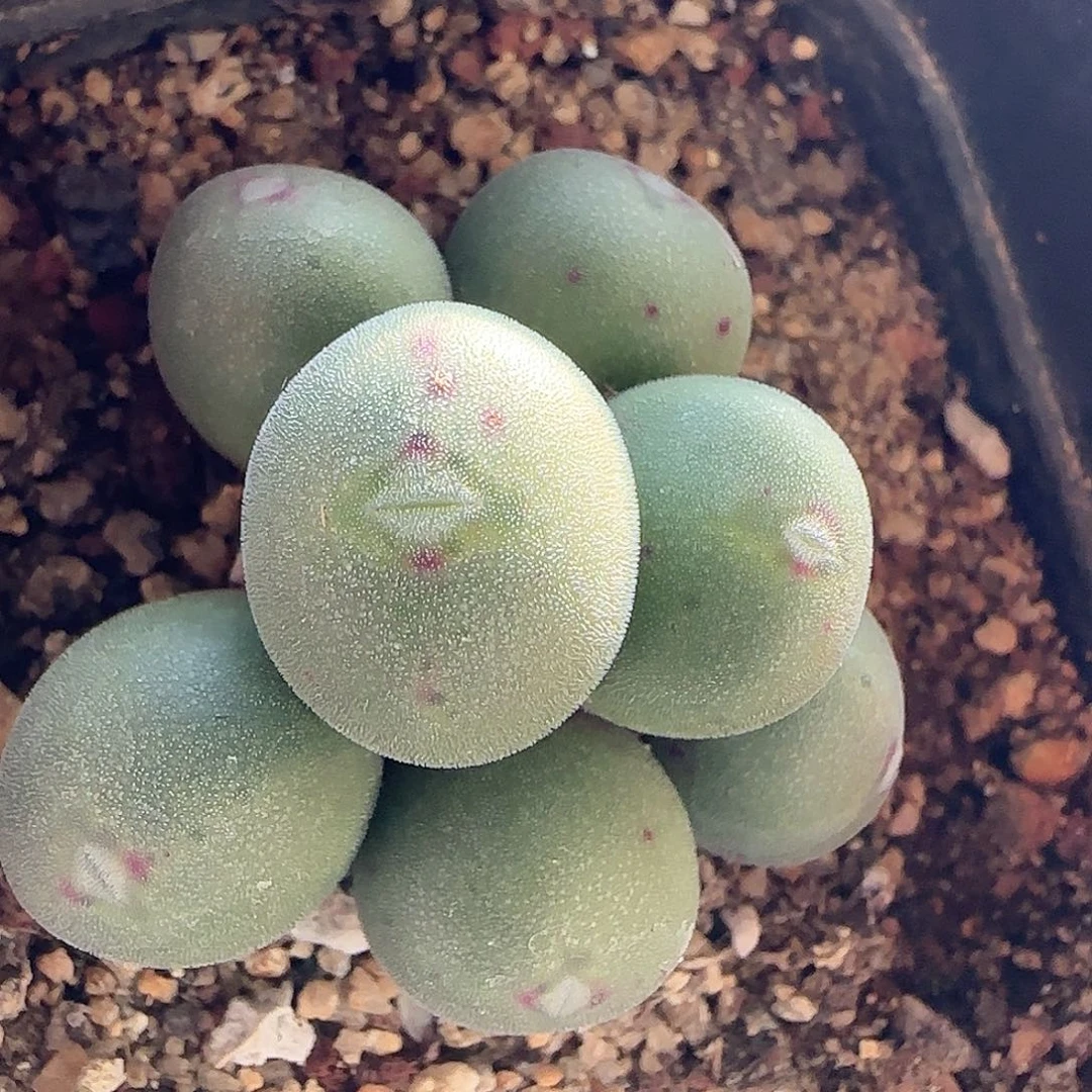 脱土满28包邮25497