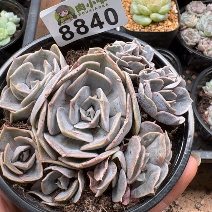 当前无花朵，栽培后可花朵多肉植物多肉植物