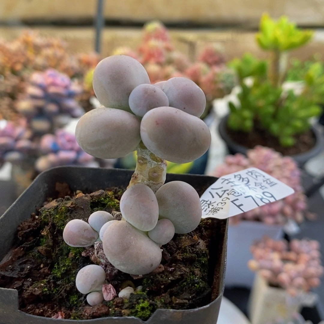 789芭比奶酪3cm多肉