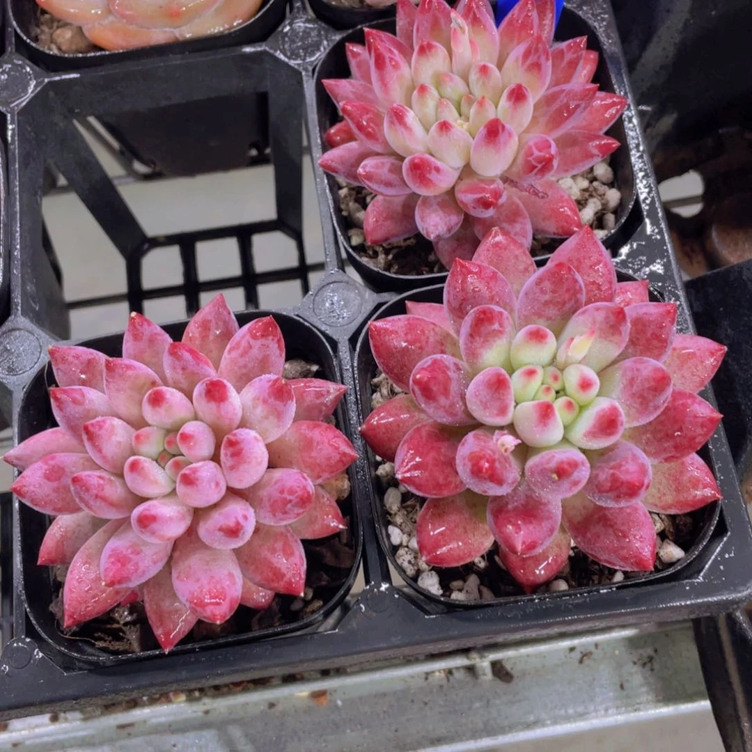 118号 全状态车厘子单头一个