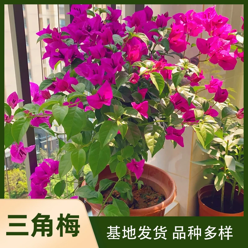 品种三角梅12cm盆种植盆栽好养护