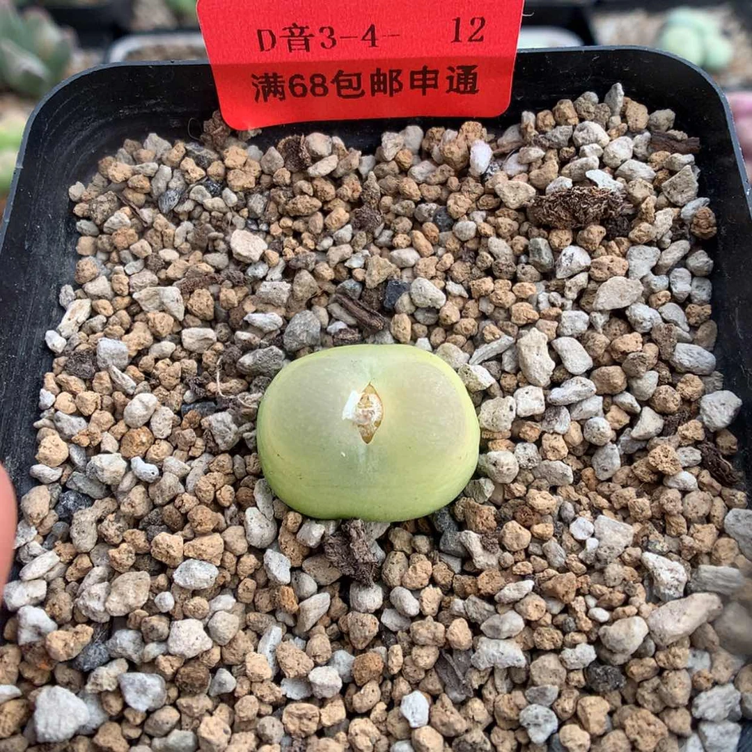 【闪购商品】3-4-12 杏式拉登一颗 270琦琦