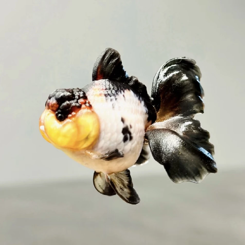 元宝泰狮将军泰狮多种品种金鱼冷水观赏鱼