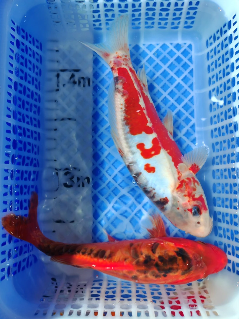 精品锦鲤（秋翠20）