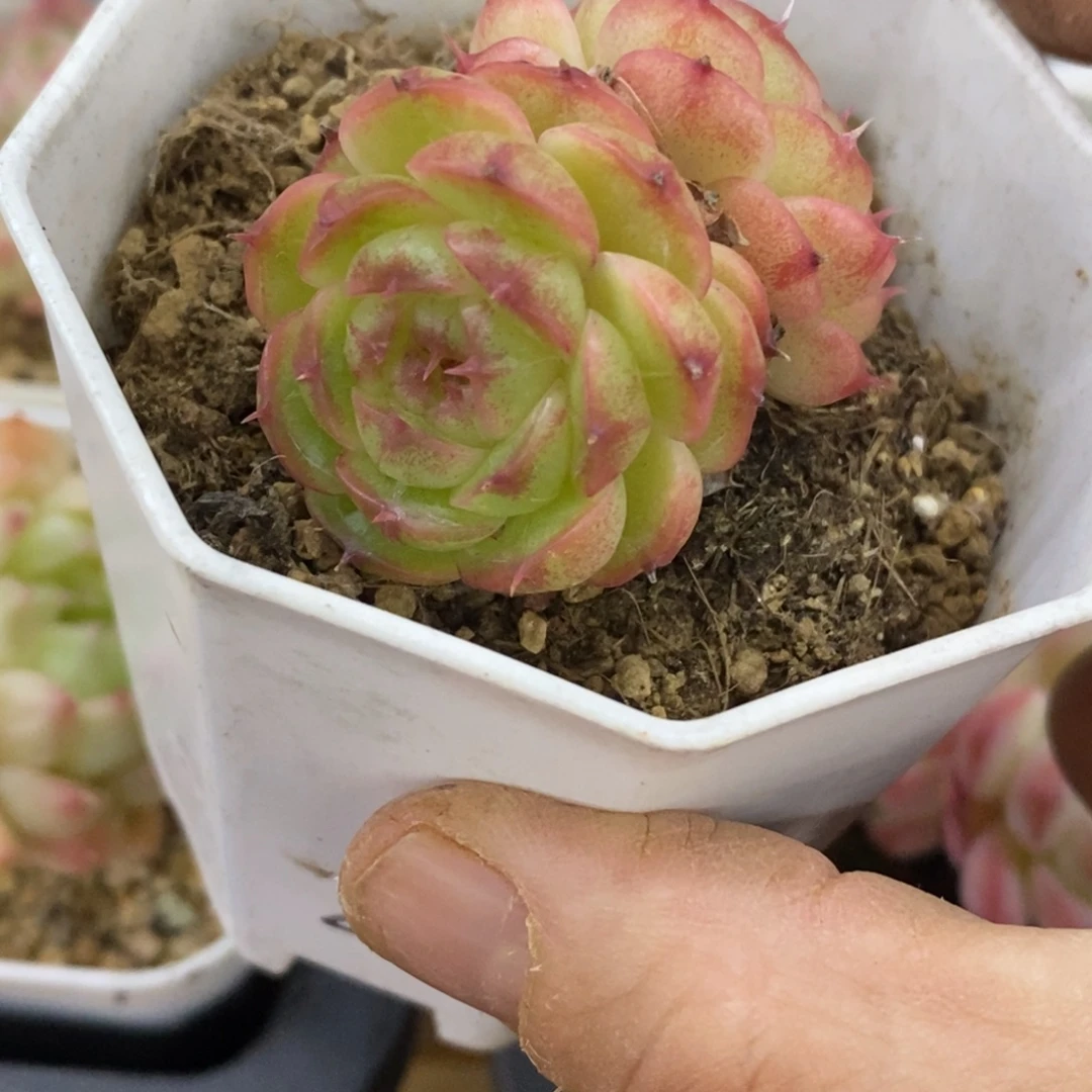 精品多肉一物一拍不包整133