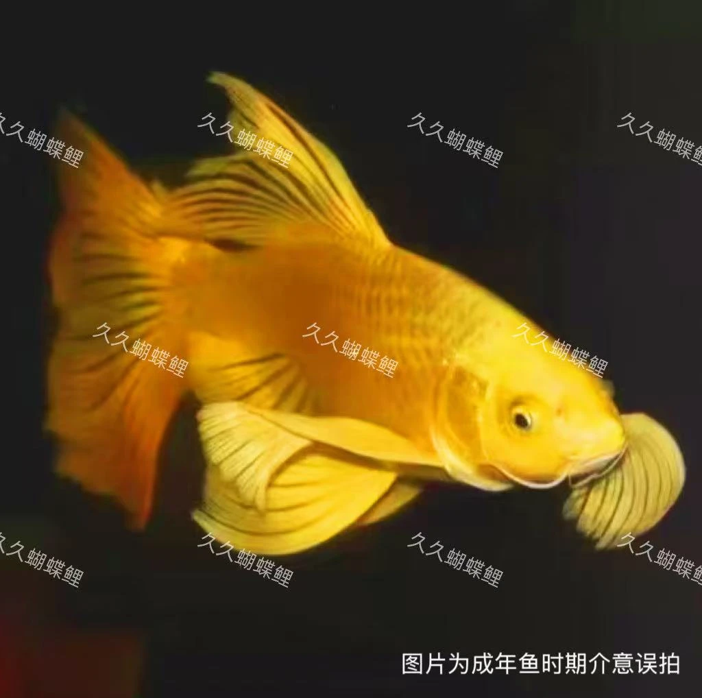 黄金蝴蝶鲤金光闪闪纯种台系精品蝴蝶鲤观赏鱼
