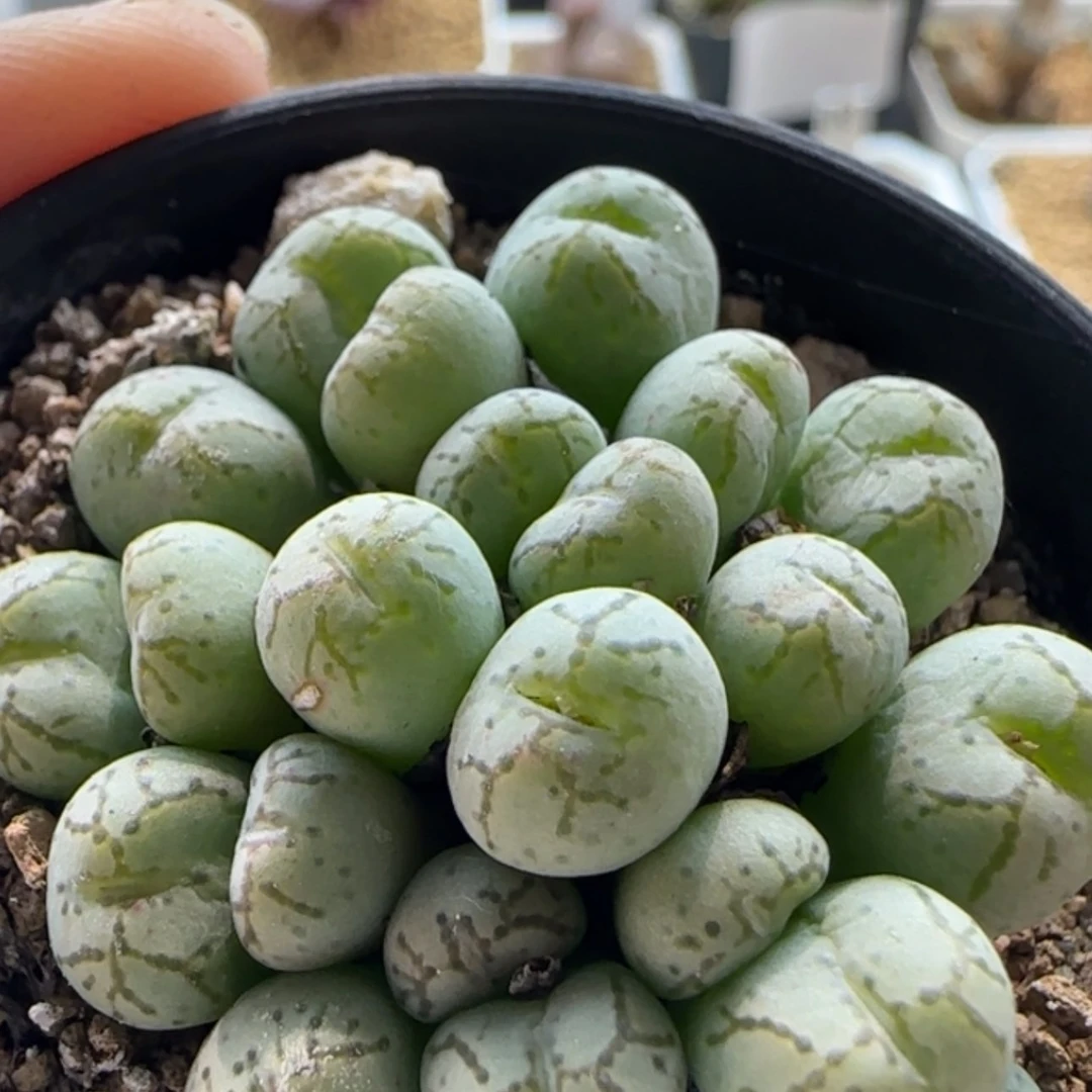 【闪购商品】19830