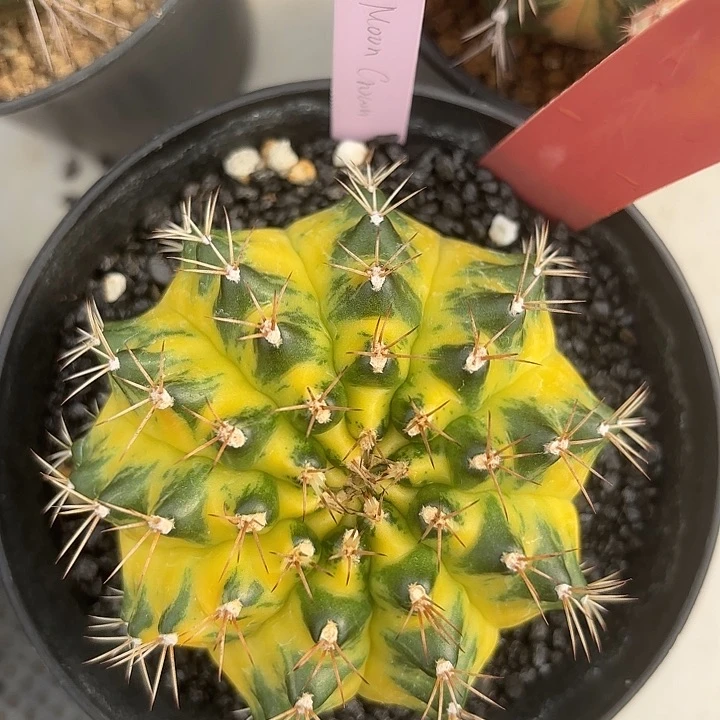 695-0706泰国发货