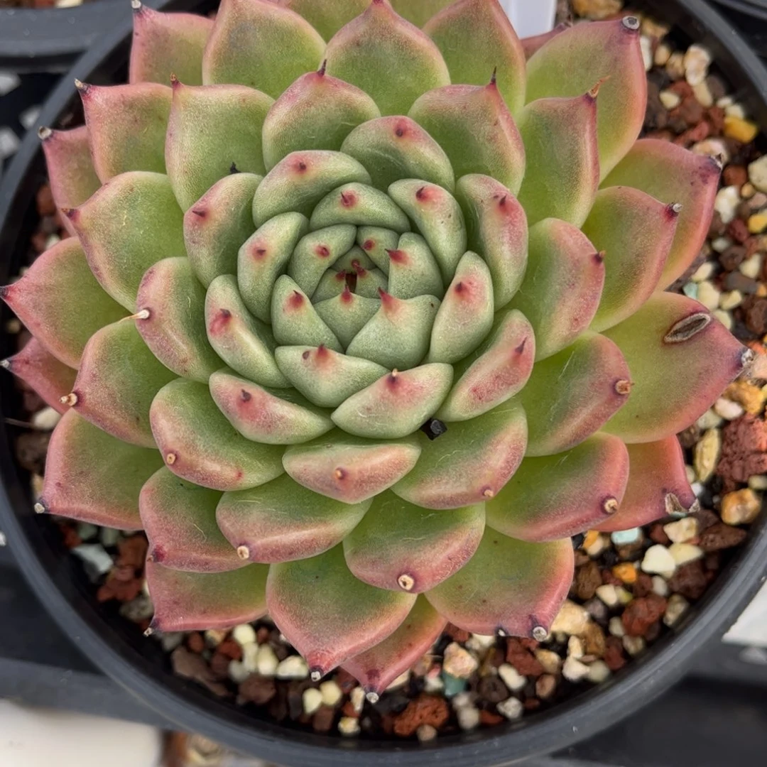 多肉植物3425 一定要拍个冷链哦