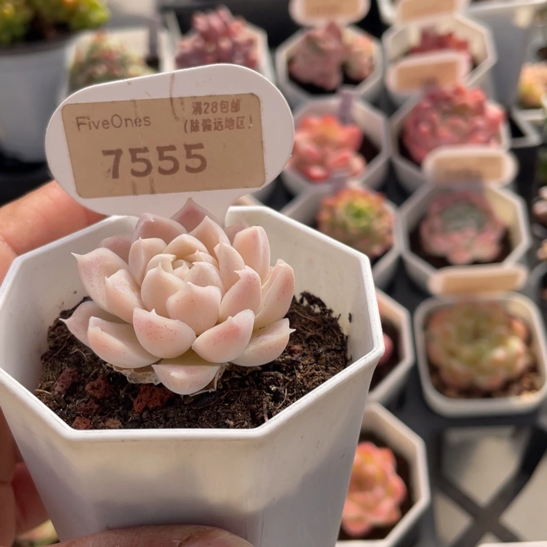 白月影7555-4.0厘米