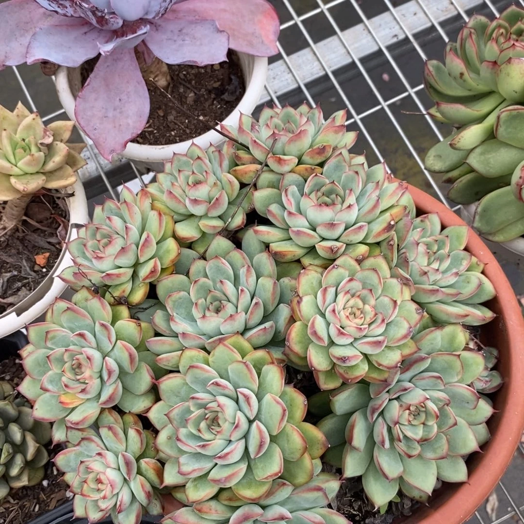 4833荷花群生一物一拍