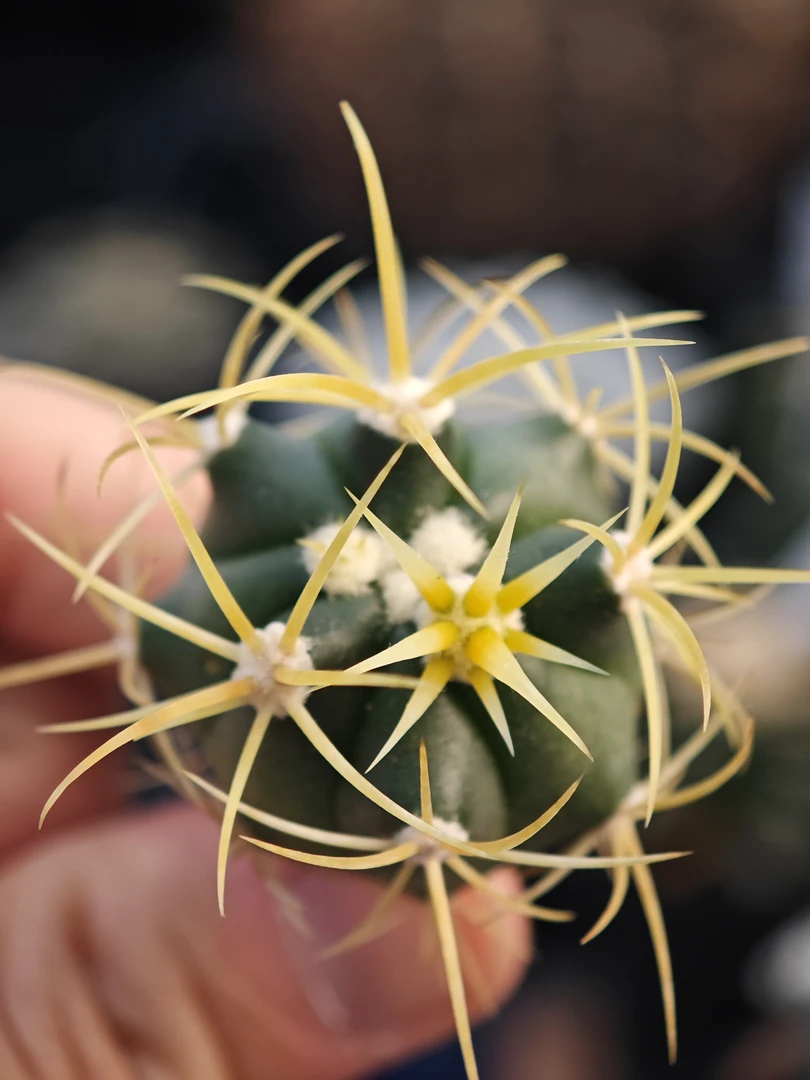 实生特选金冠龙苗子（球体3cm左右）