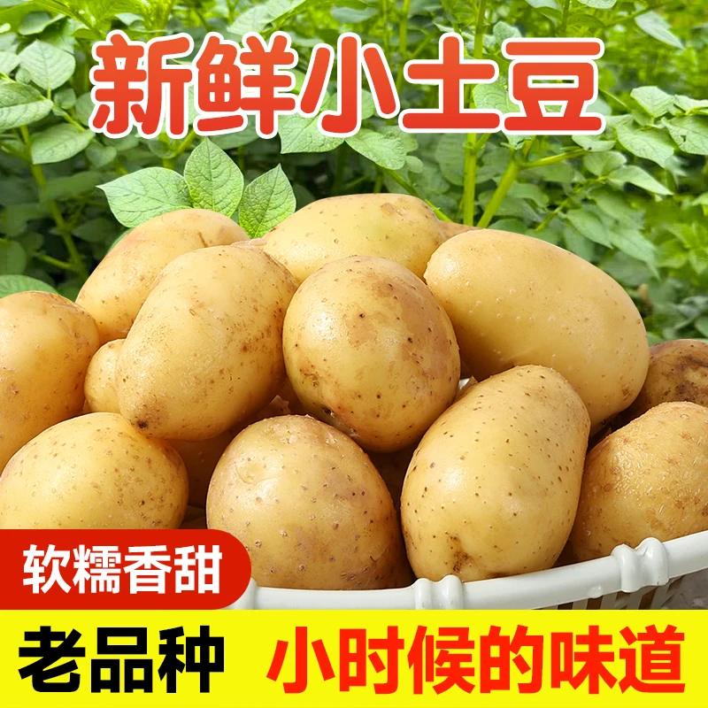 重庆高山豆土豆黄皮土豆大个软糯洋芋马铃薯黄肉土豆黄心当季蔬菜
