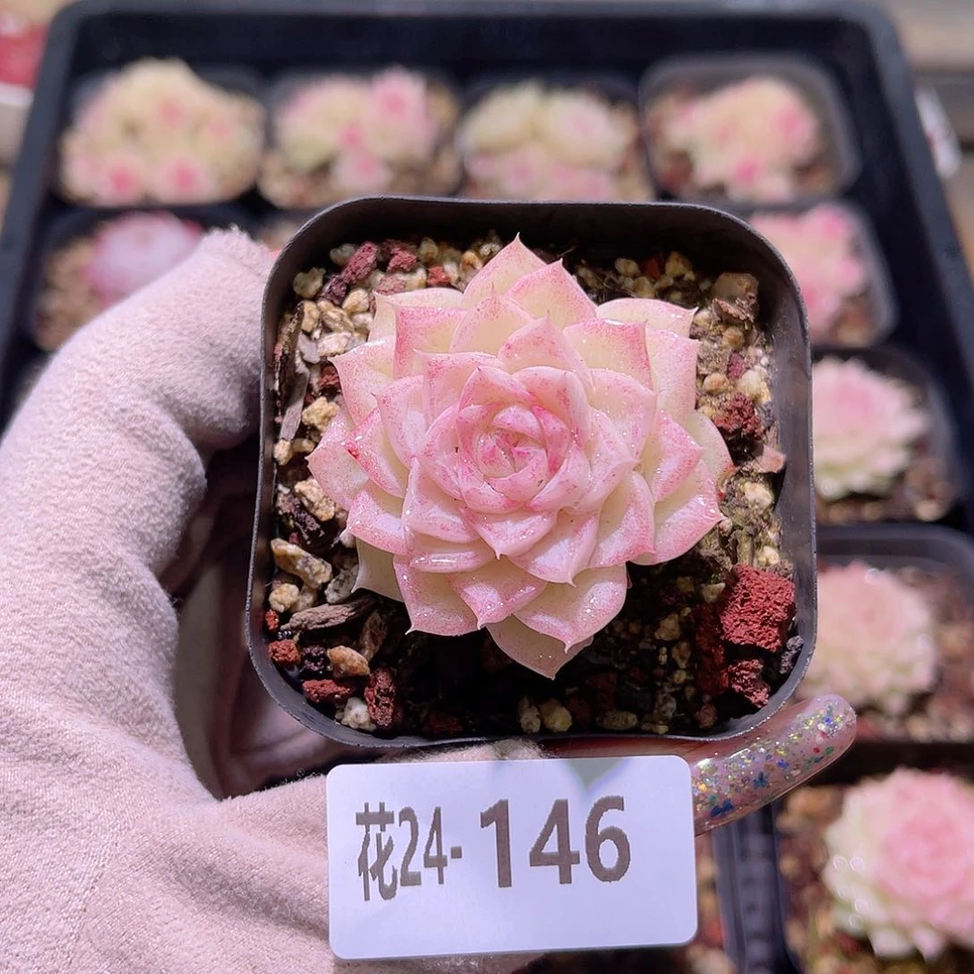 花利美24-146白天鹅
