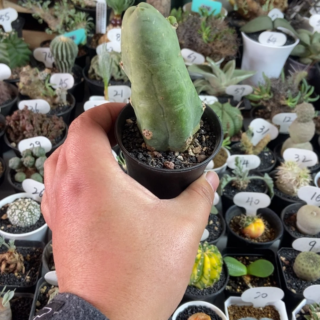 程程柱子一物一拍