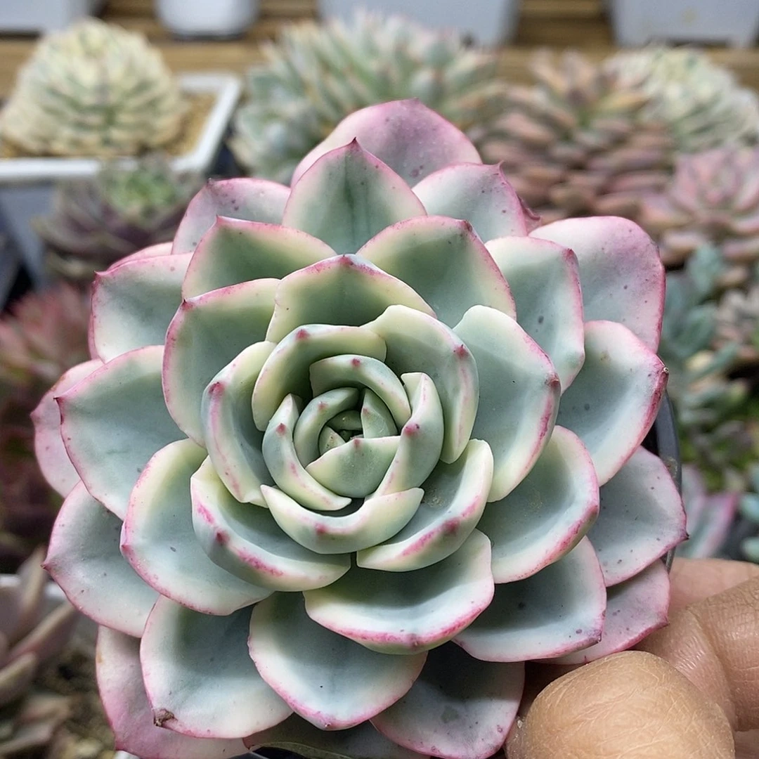 2543 奶油黄桃覆轮锦