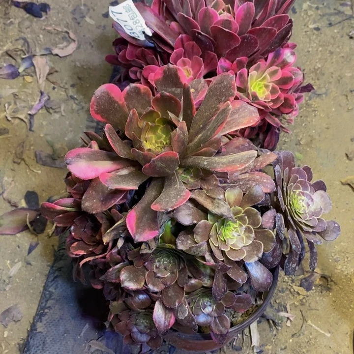 两盆断头不包077