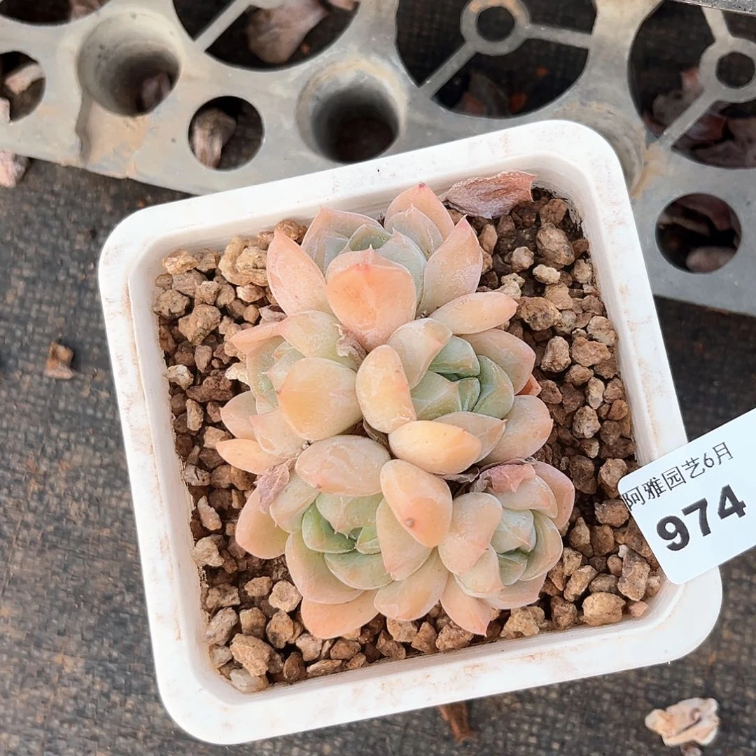 阿雅园艺。    974厚梦