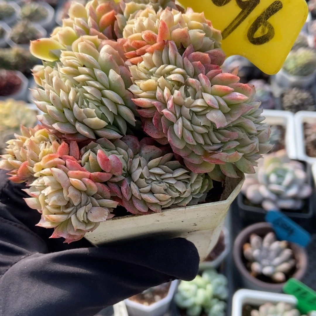 2096贝瑞缀多肉植物