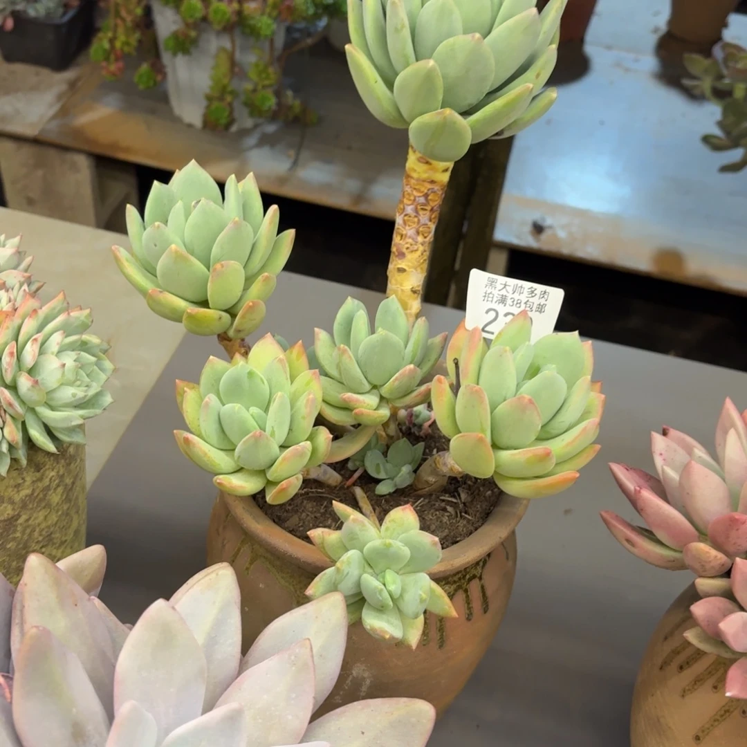 W***w黑大帅多肉239海洋之星