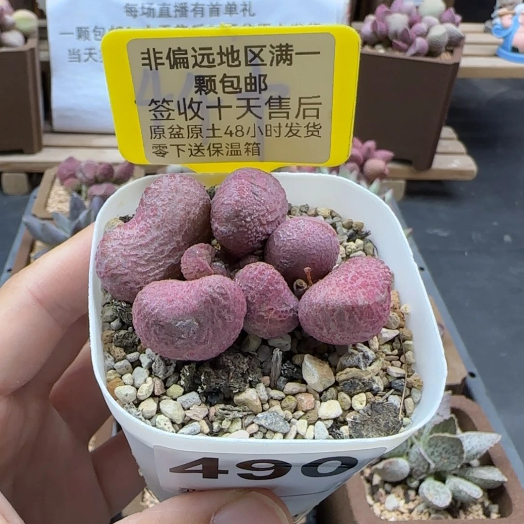 490亚当多肉植物